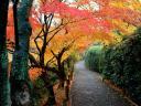 autumn-colors-kyoto-japan-1600x1200-id-413.jpg