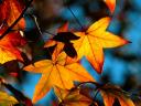 colors-of-fall-1600x1200-id-18838.jpg